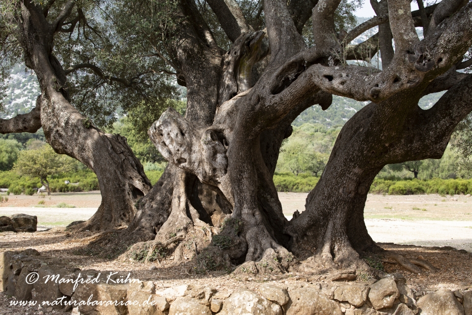 Sardinien (Italien)_1024