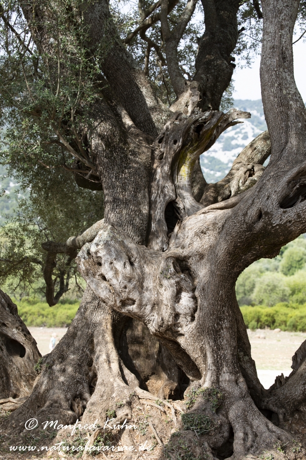 Sardinien (Italien)_1025