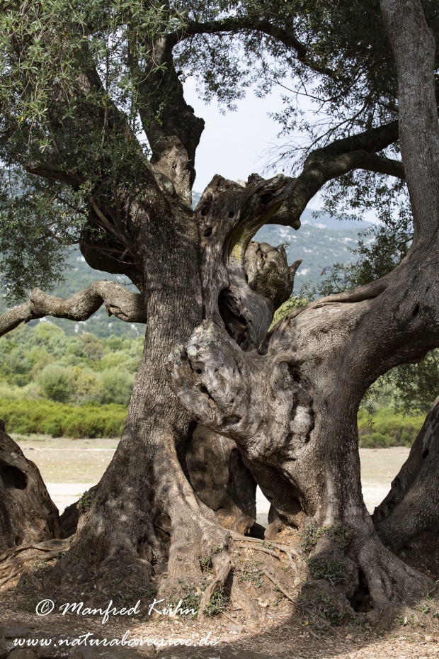 Sardinien (Italien)_1026