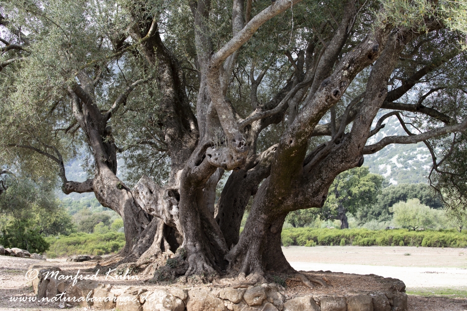 Sardinien (Italien)_1027