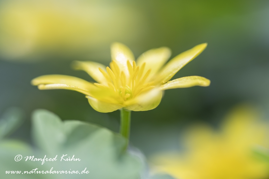 Scharbockskraut ()_0033