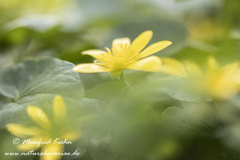 Scharbockskraut ()_0037