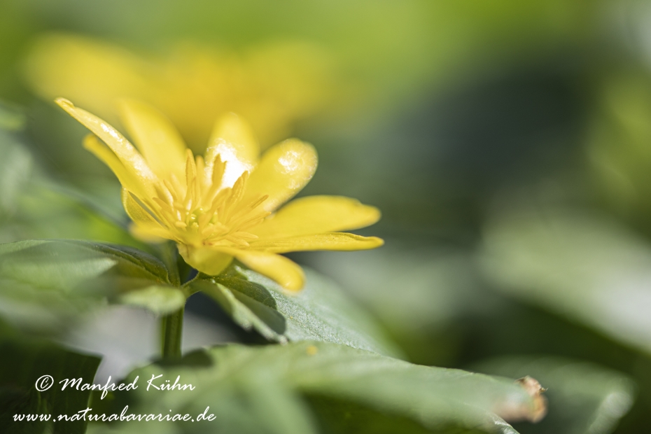 Scharbockskraut ()_0038