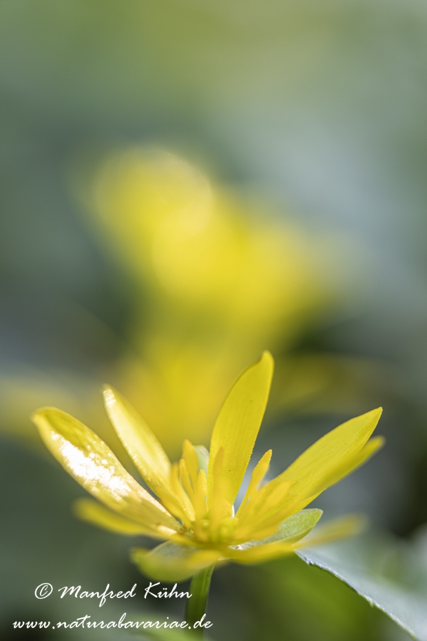 Scharbockskraut ()_0043