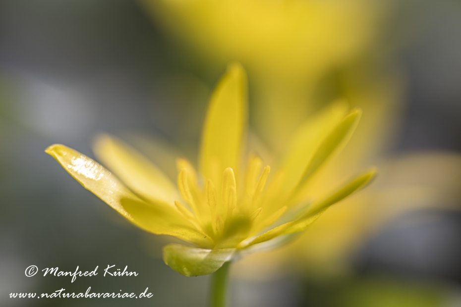 Scharbockskraut ()_0044