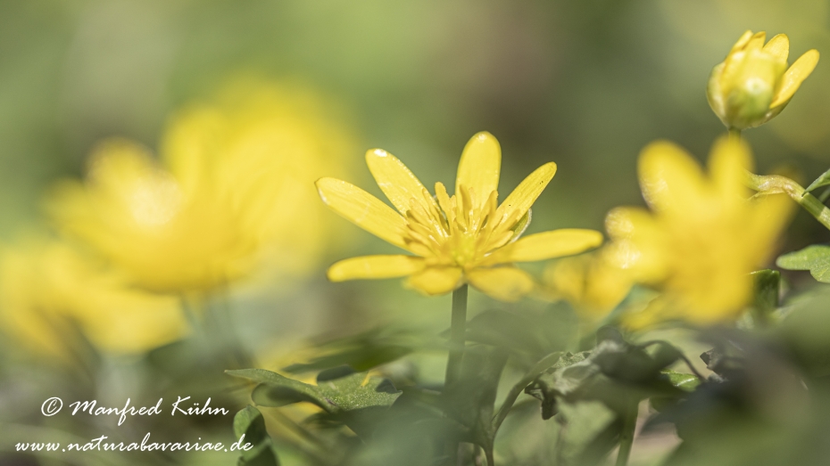 Scharbockskraut ()_0045