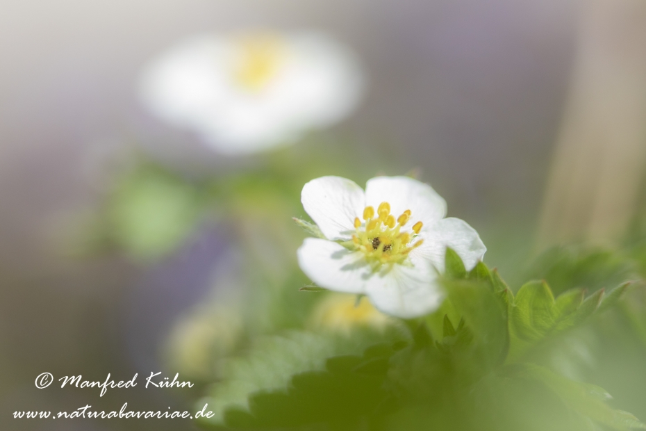 Erdbeere (Wald-)_0002