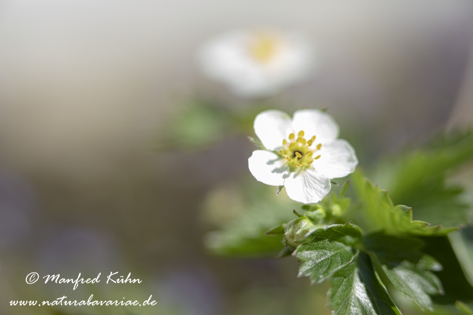 Erdbeere (Wald-)_0005