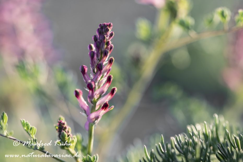 Erdrauch (gemeiner)_0015