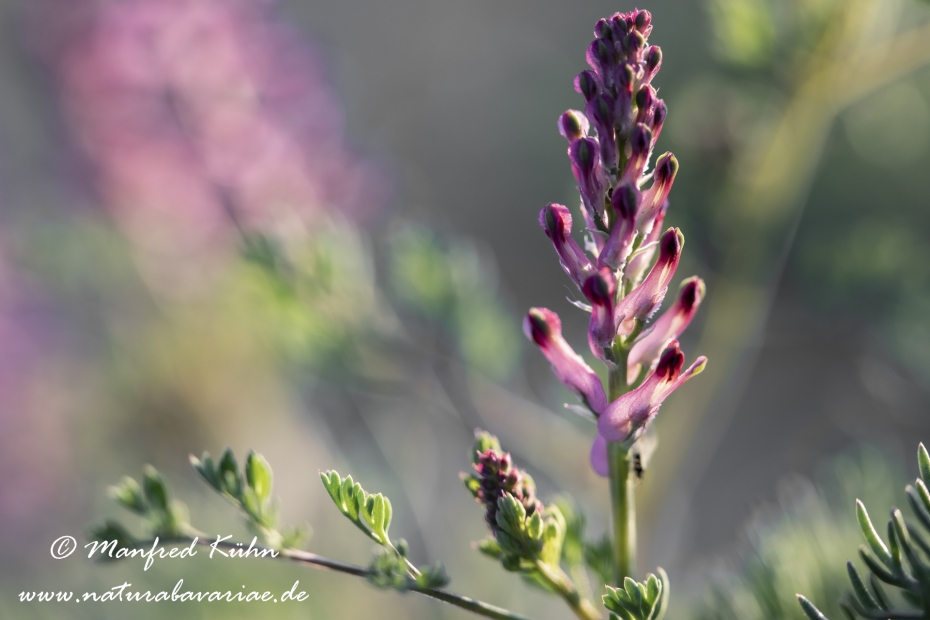 Erdrauch (gemeiner)_0017