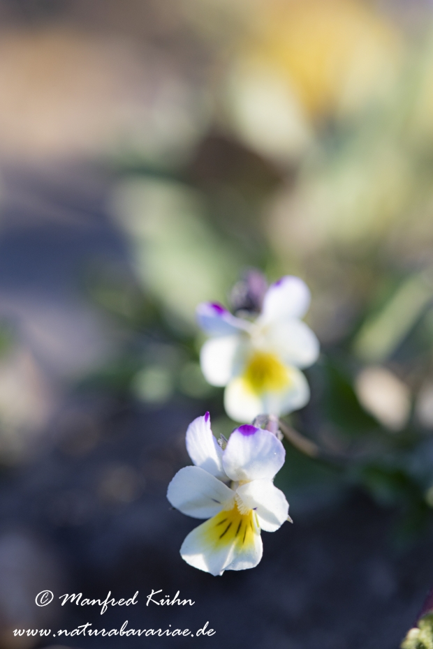 Stiefmuetterchen (Wildes)_0001