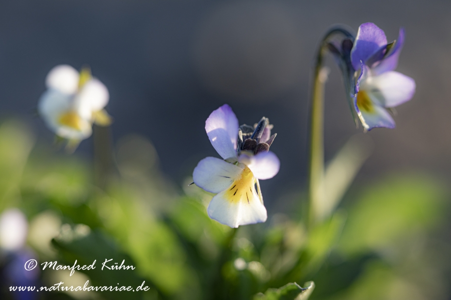 Stiefmuetterchen (Wildes)_0006
