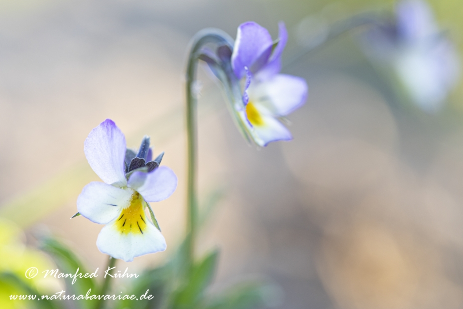 Stiefmuetterchen (Wildes)_0010