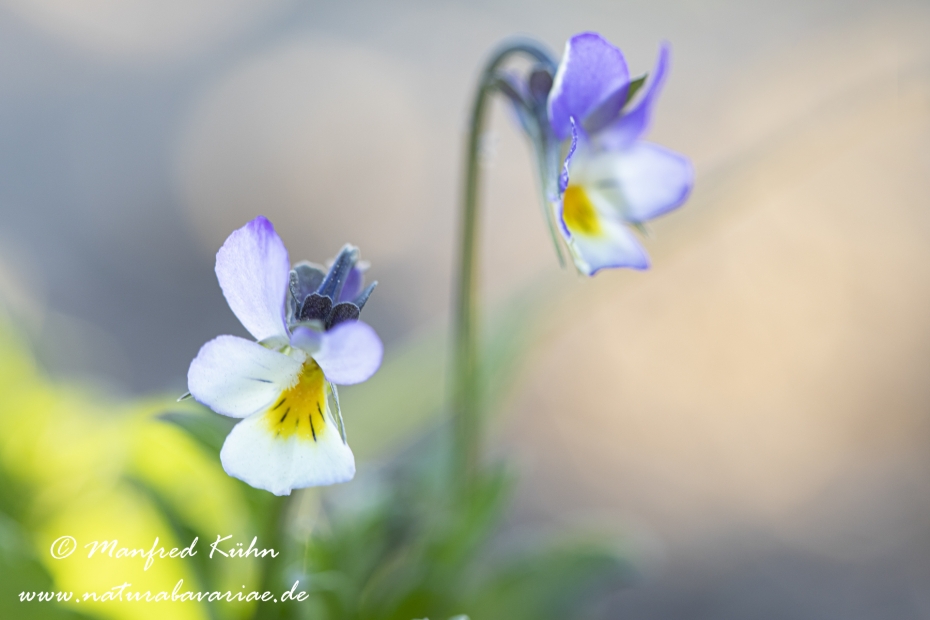 Stiefmuetterchen (Wildes)_0013
