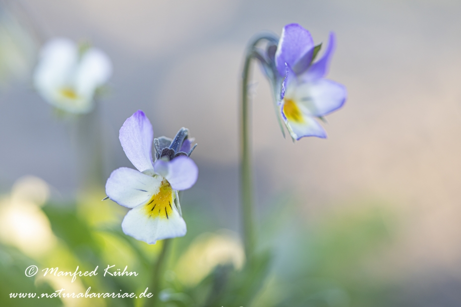 Stiefmuetterchen (Wildes)_0019