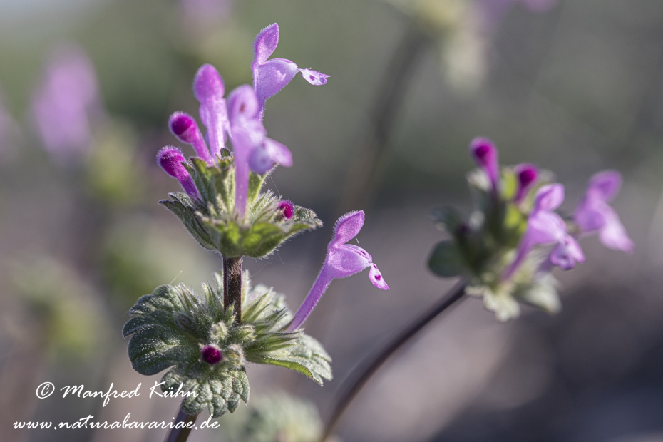 Taubnessel (Stengelumfassende)_0007