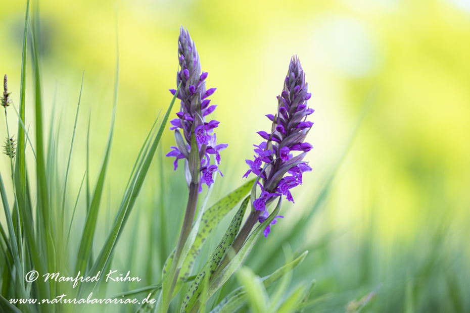 Knabenkraut (Geflecktes)_0020