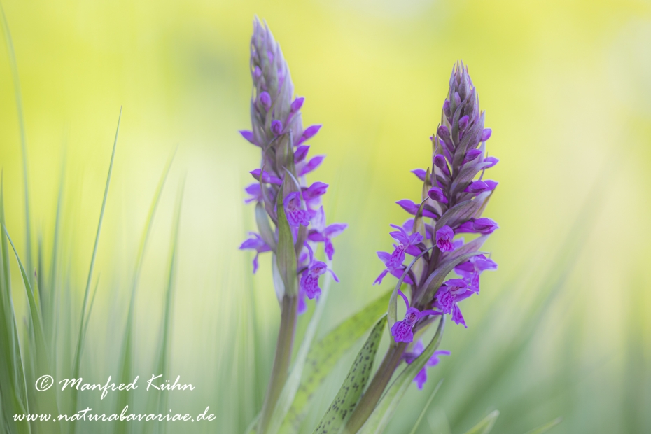 Knabenkraut (Geflecktes)_0024