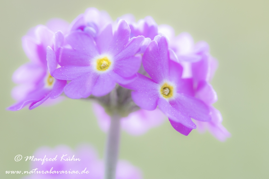 Mehlprimel ()_0009