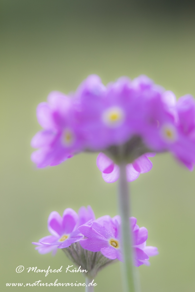 Mehlprimel ()_0010