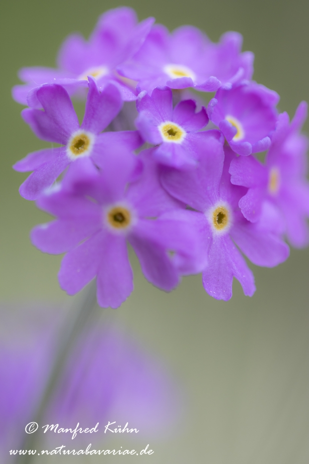 Mehlprimel ()_0017