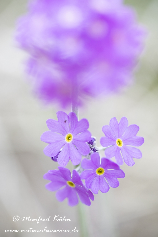 Mehlprimel ()_0018