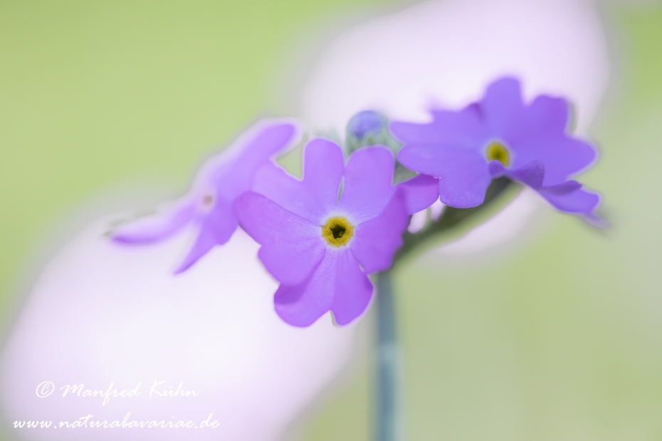 Mehlprimel ()_0020