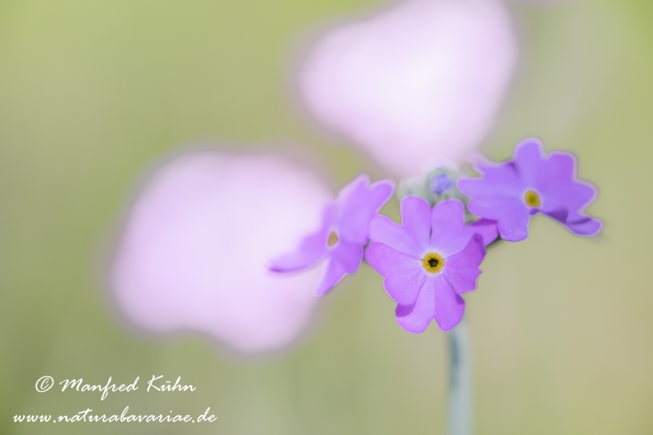 Mehlprimel ()_0021