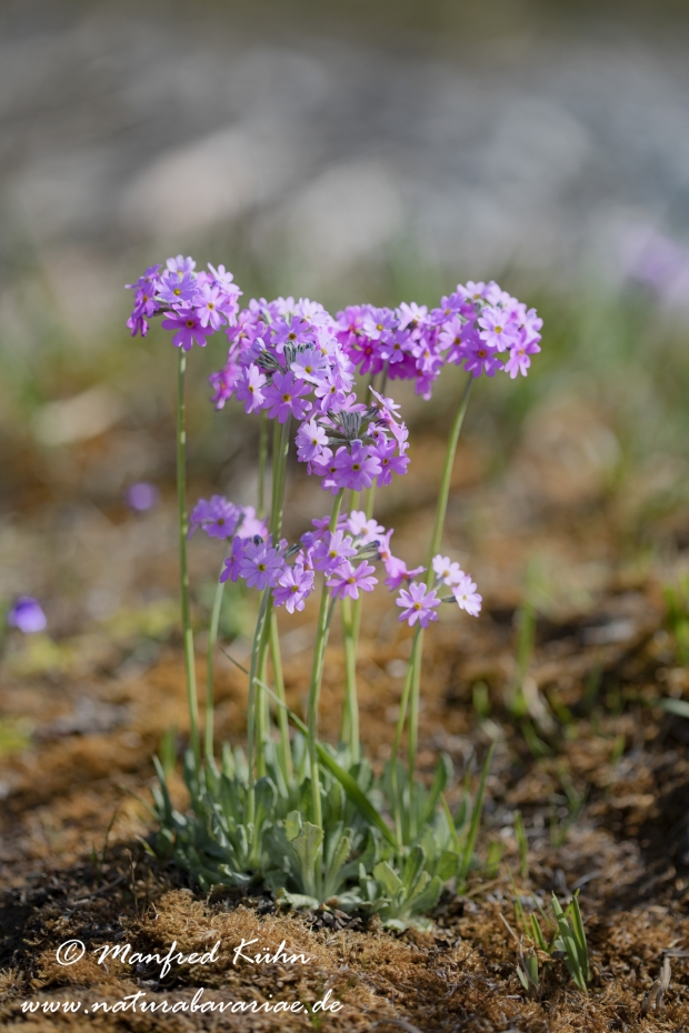 Mehlprimel ()_0022