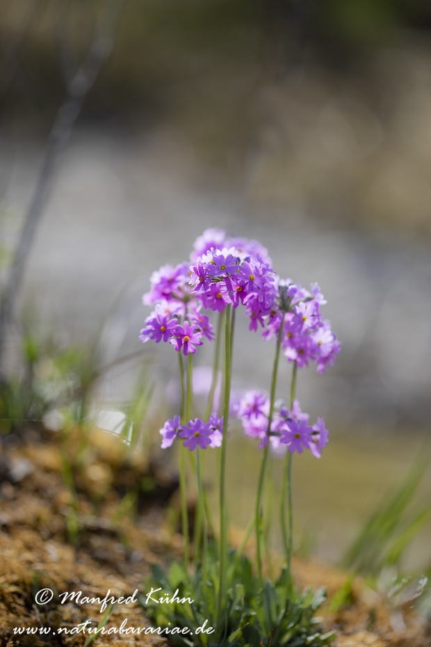 Mehlprimel ()_0023
