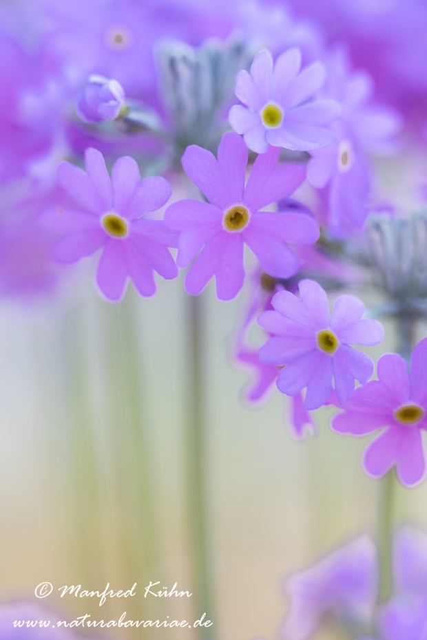 Mehlprimel ()_0032