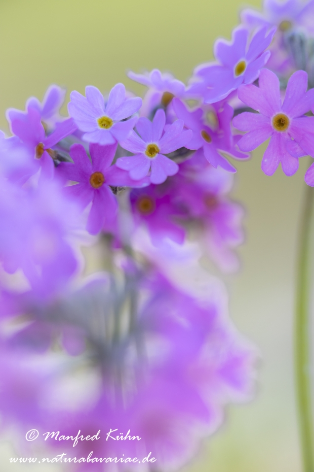 Mehlprimel ()_0033