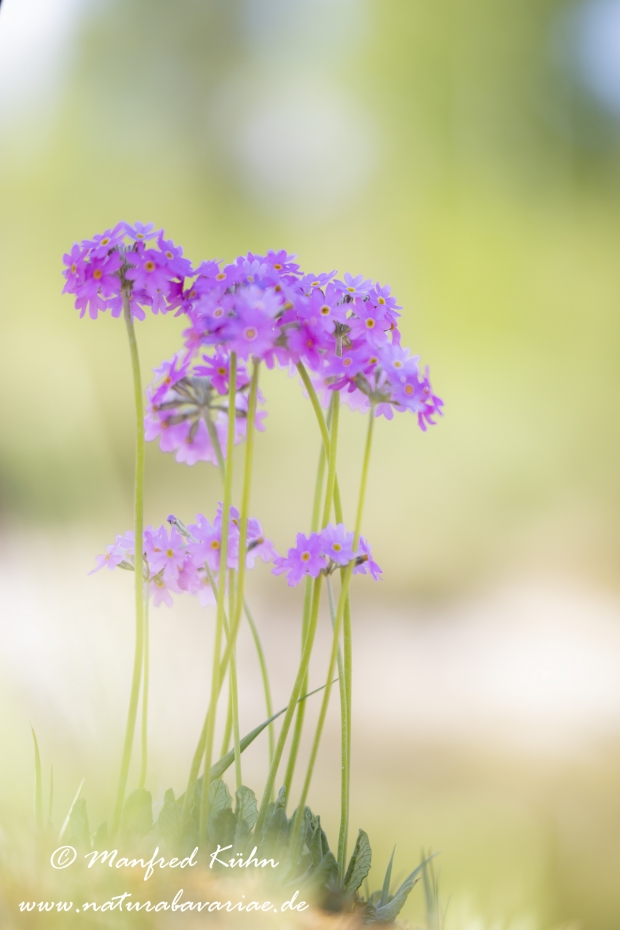 Mehlprimel ()_0038