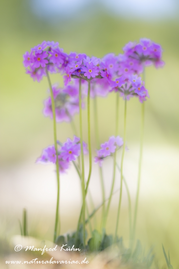 Mehlprimel ()_0044
