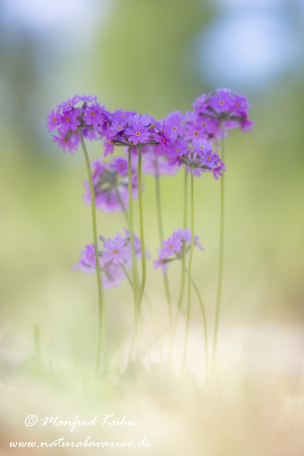 Mehlprimel ()_0049