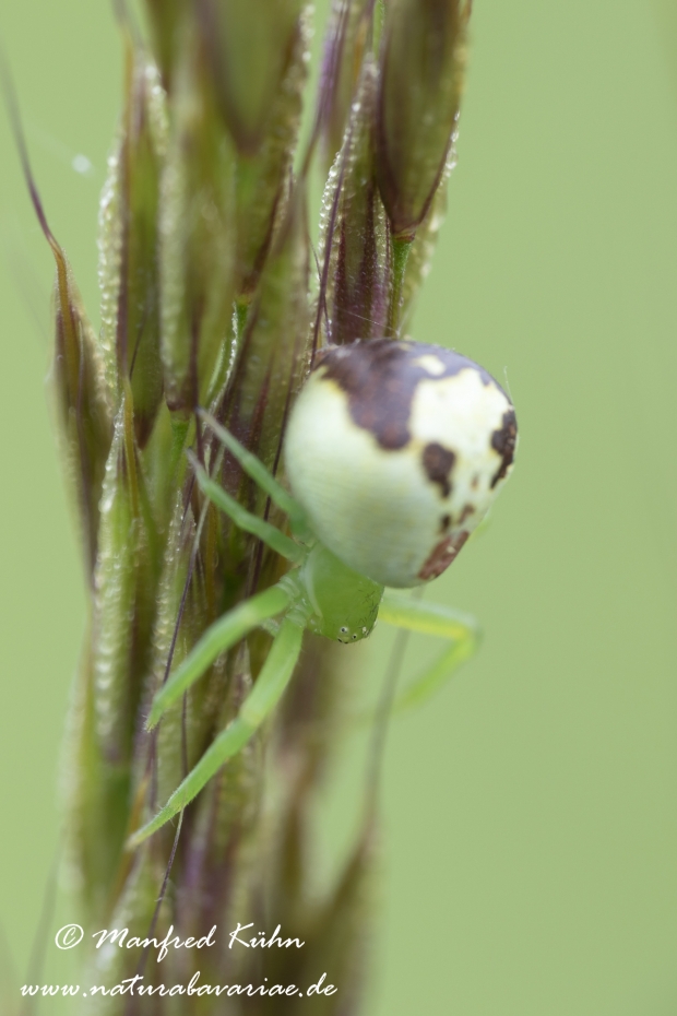 Krabbenspinne (Dreieck-)_0006