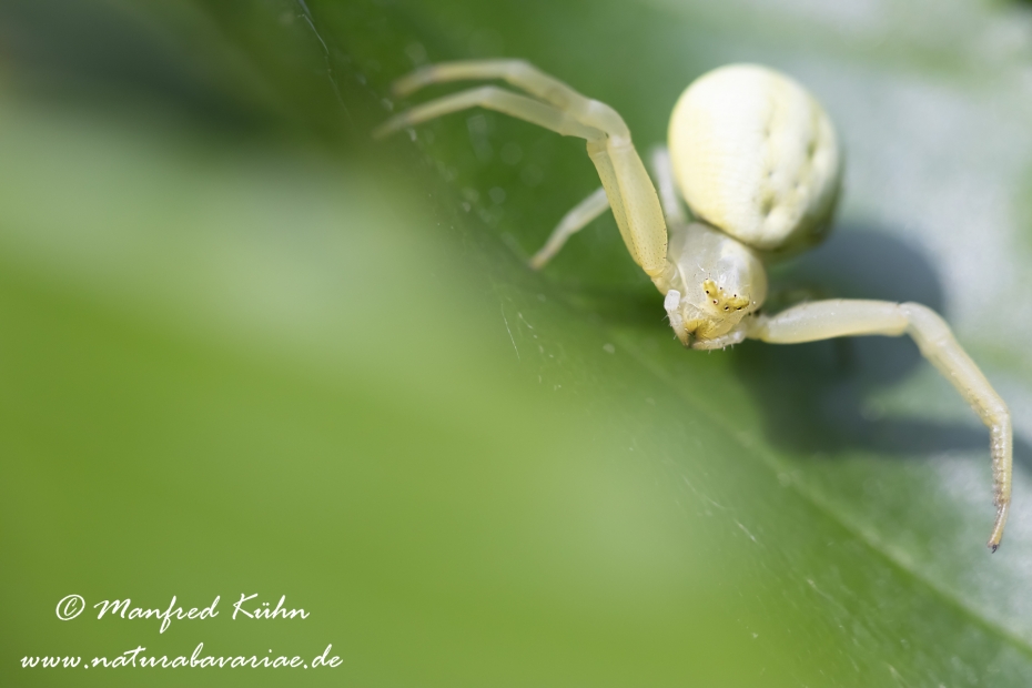 Krabbenspinne (Veraenderliche)_0021