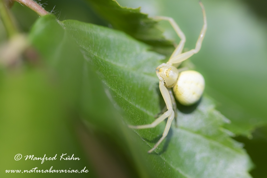 Krabbenspinne (Veraenderliche)_0027