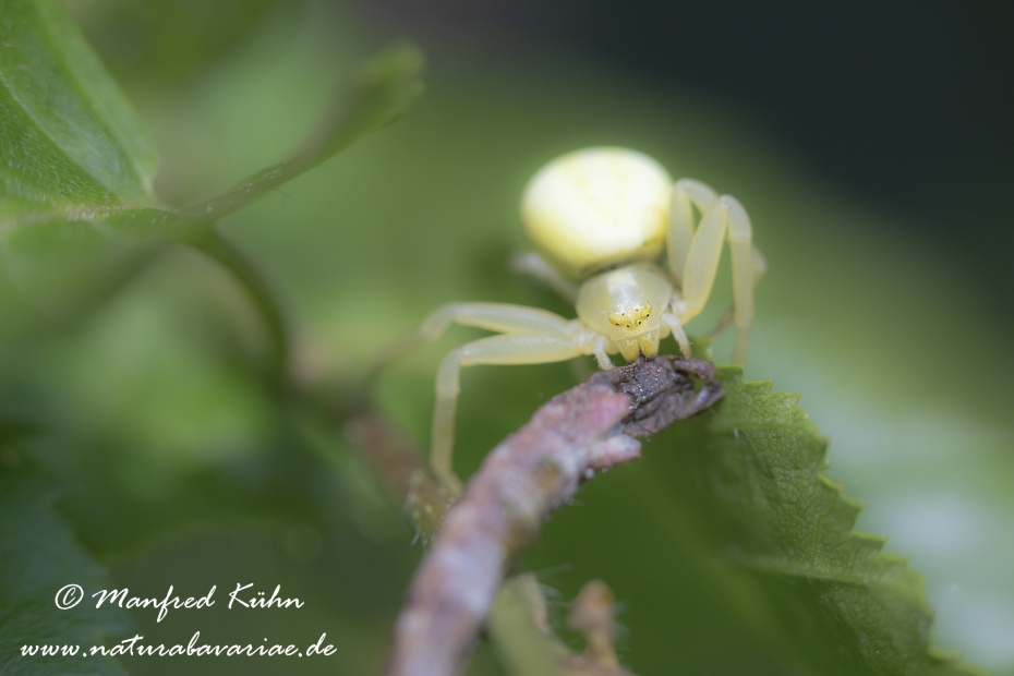 Krabbenspinne (Veraenderliche)_0030