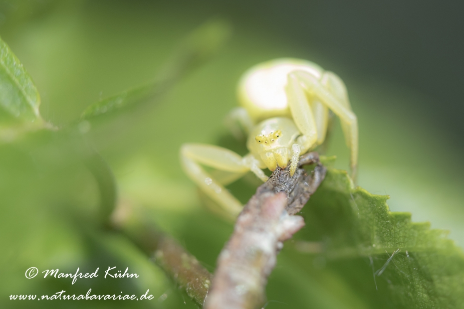 Krabbenspinne (Veraenderliche)_0032
