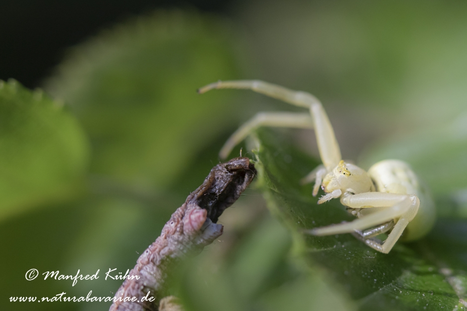 Krabbenspinne (Veraenderliche)_0034