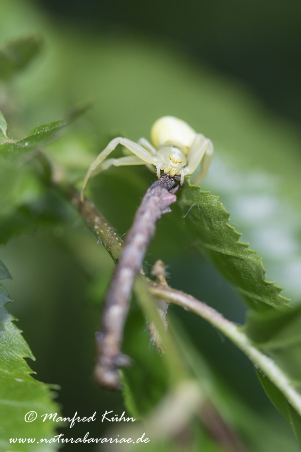 Krabbenspinne (Veraenderliche)_0040