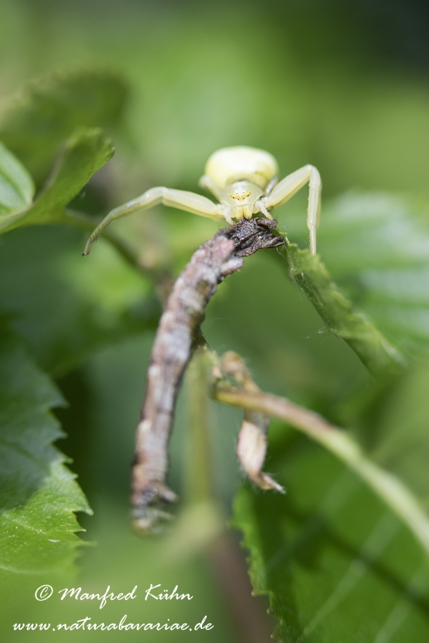 Krabbenspinne (Veraenderliche)_0044