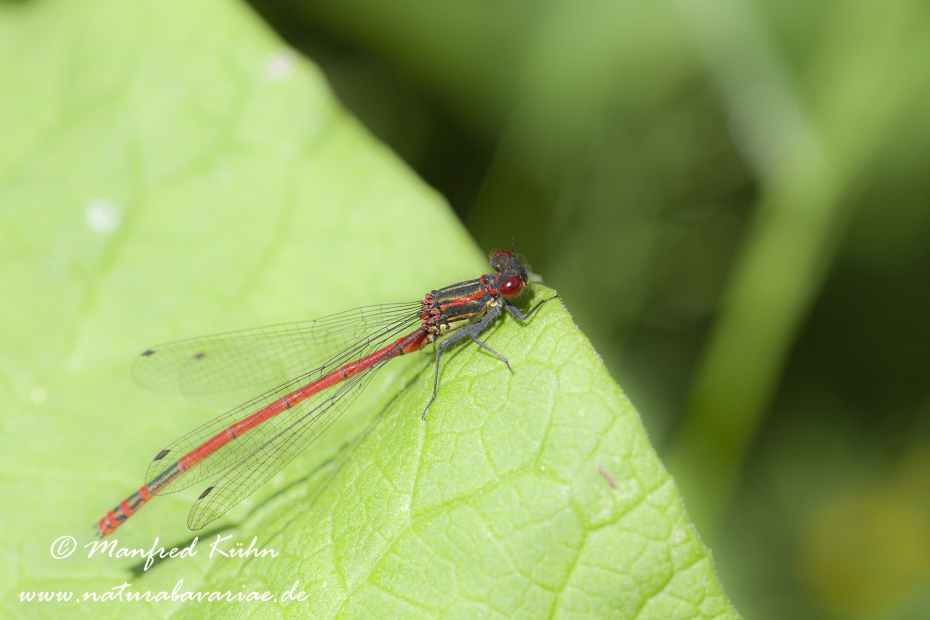 Adonislibelle (Frühe)_0004