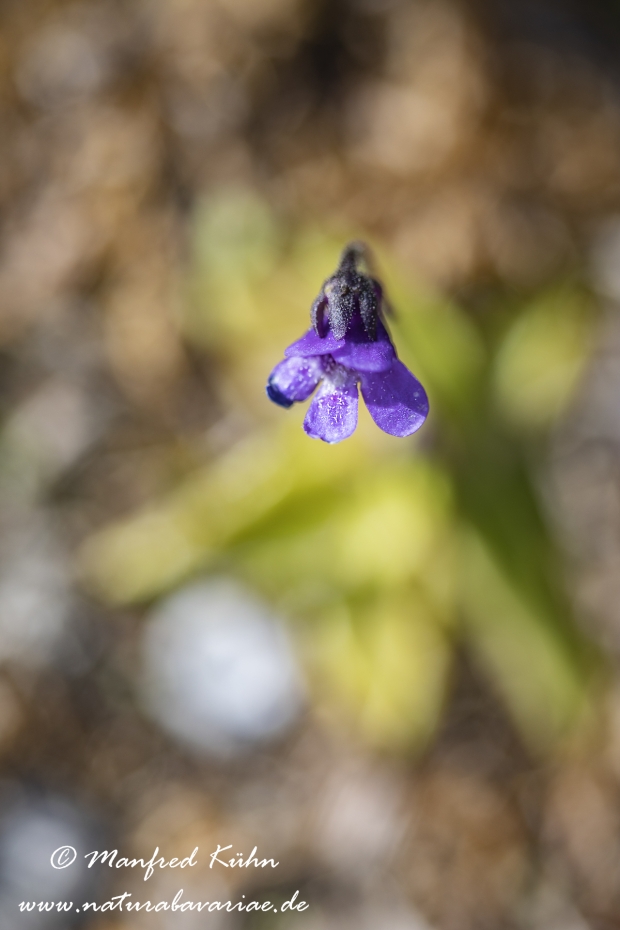 Fettkraut (Gemeines)_0025