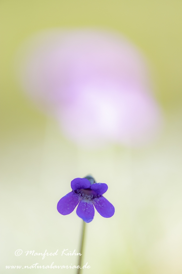 Fettkraut (Gemeines)_0029