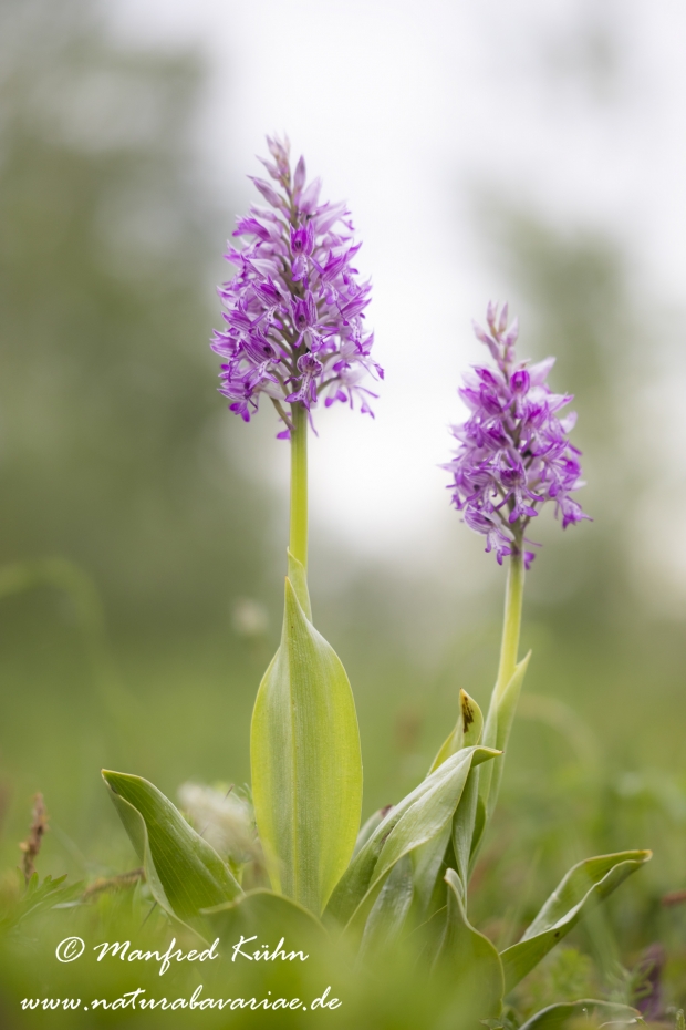 Knabenkraut (Helm-)_0045