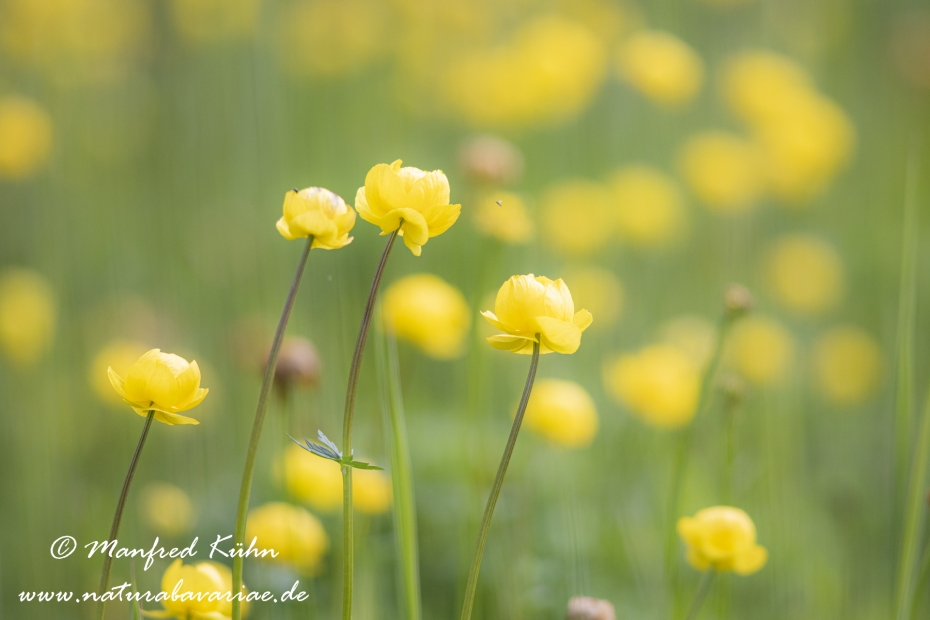 Trollblume ()_0015