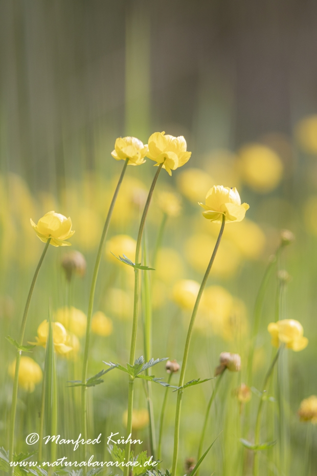 Trollblume ()_0020