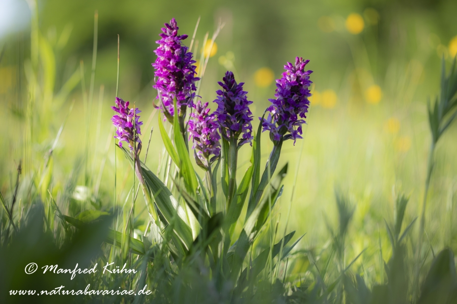 Knabenkraut (Fleischfarbenes)_0042